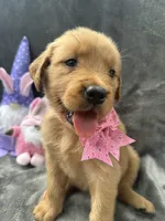 Betsy -194, a female Golden Retriever for sale in Lakeland, FL – 2 of 10