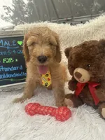 Tyson -324, a male Goldendoodle and Poodle - Standard  for sale in Lakeland, FL – 8 of 10