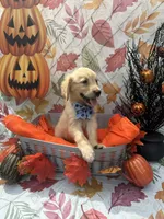 Bailey 860, a female Golden Retriever for sale in Lakeland, FL – 5 of 10