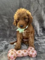 Dixie 399 F1b, a female Goldendoodle and Poodle - Miniature  for sale in Lakeland, FL – 8 of 10
