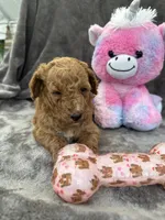 Bambi 370, a female Aussiedoodle and Poodle - Miniature  for sale in Lakeland, FL – 4 of 10