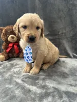Bruno -195, a male Golden Retriever for sale in Lakeland, FL – 9 of 10