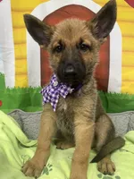 Keaira 381, a female Belgian Malinois and German Shepherd Dog for sale in Lakeland, FL – 9 of 10