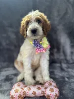 Diana 393 F1b, a female Goldendoodle and Poodle - Miniature  for sale in Lakeland, FL – 3 of 10