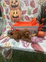 Nikki 376, a female Poodle - Miniature  and Miniature Goldendoodle for sale in Lakeland, FL – 2 of 10