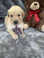 Baxter 570, a male Golden Retriever for sale in Lakeland, FL – 8 of 10