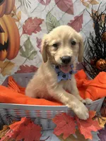 Bailey 860, a female Golden Retriever for sale in Lakeland, FL – 2 of 10