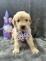 Sara  -193, a female Golden Retriever for sale in Lakeland, FL – 2 of 10
