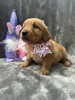 Betty Lou - 199, a female Golden Retriever for sale in Lakeland, FL – 4 of 10