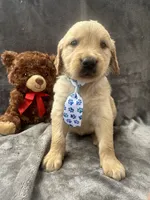 Bruno -195, a male Golden Retriever for sale in Lakeland, FL – 6 of 10