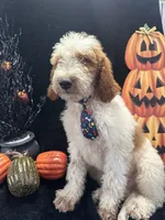 Diesel 390 F1b , a male Goldendoodle and Poodle - Miniature  for sale in Lakeland, FL – 3 of 10