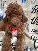 Rae-Rae -128, a female Labradoodle and Poodle - Standard  for sale in Lakeland, FL – 7 of 10