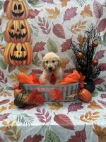 Biscuit 573, a male Golden Retriever for sale in Lakeland, FL – 5 of 10