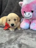 Brielle 574, a female Golden Retriever for sale in Lakeland, FL – 2 of 10