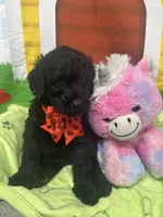 Matilda 382, a female Bernedoodle and Miniature Bernedoodle for sale in Lakeland, FL – 2 of 10