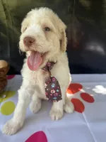 Sully, a male Labradoodle and Poodle - Standard  for sale in Lakeland, FL – 3 of 10