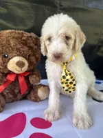 Samuel - 330, a male Labradoodle and Poodle - Standard  for sale in Lakeland, FL – 5 of 10