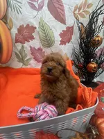 Nikki 376, a female Poodle - Miniature  and Miniature Goldendoodle for sale in Lakeland, FL – 7 of 10