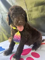 Scooby - 335, a male Labradoodle and Poodle - Standard  for sale in Lakeland, FL – 8 of 10