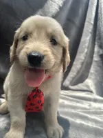 Simba - 429, a male Golden Retriever for sale in Lakeland, FL – 5 of 10