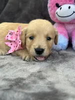 Brooklyn 572, a female Golden Retriever for sale in Lakeland, FL – 2 of 10