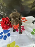 Sophie  - 337, a female Labradoodle and Poodle - Standard  for sale in Lakeland, FL – 4 of 10