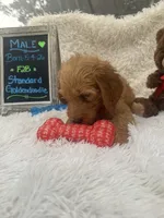 Toby -422, a male Goldendoodle and Poodle - Standard  for sale in Lakeland, FL – 10 of 10