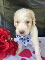 Sapphire - 334 , a female Labradoodle and Poodle - Standard  for sale in Lakeland, FL – 4 of 10