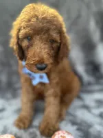 Dakota 394 F1b, a female Goldendoodle and Poodle - Miniature  for sale in Lakeland, FL – 9 of 10
