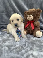 Brody 571, a male Golden Retriever for sale in Lakeland, FL – 10 of 10