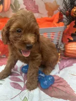 Norman 377, a male Poodle - Miniature  and Miniature Goldendoodle for sale in Lakeland, FL – 8 of 10