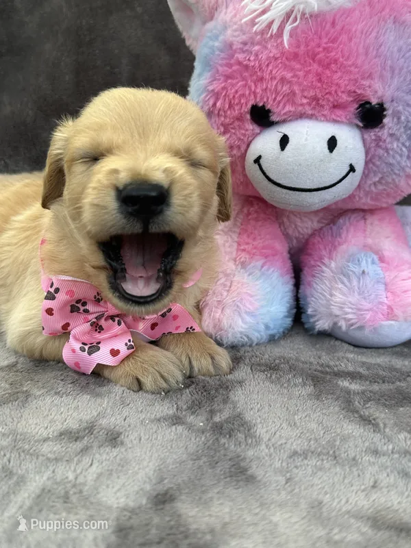Brooklyn 572 – Golden Retriever puppy for sale in Lakeland, FL