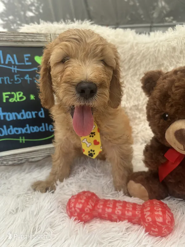 Tyson -324 – Goldendoodle, Poodle - Standard  puppy for sale in Lakeland, FL