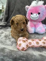 Bambi 370, a female Aussiedoodle and Poodle - Miniature  for sale in Lakeland, FL – 9 of 10