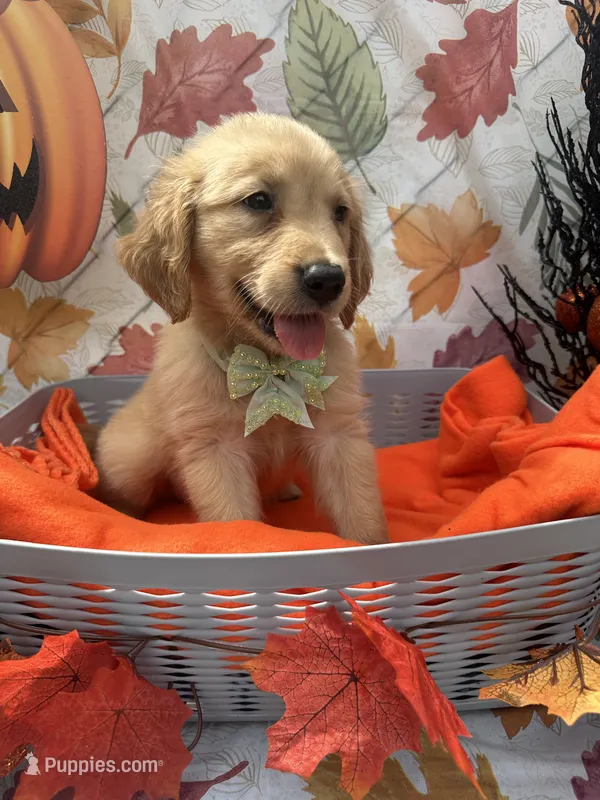 Beatrice 575 – Golden Retriever puppy for sale in Lakeland, FL