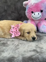 Brooklyn 572, a female Golden Retriever for sale in Lakeland, FL – 7 of 10
