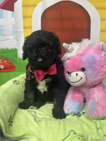 Mandy 383, a female Bernedoodle and Miniature Bernedoodle for sale in Lakeland, FL – 5 of 10