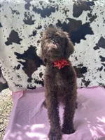 Sophie  - 337, a female Labradoodle and Poodle - Standard  for sale in Lakeland, FL – 7 of 10
