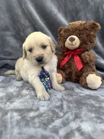 Brody 571, a male Golden Retriever for sale in Lakeland, FL – 5 of 10