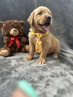 Bingo -192, a male Golden Retriever for sale in Lakeland, FL – 3 of 10