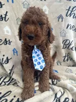 Chip, a male Labradoodle and Poodle - Standard  for sale in Lakeland, FL – 2 of 10