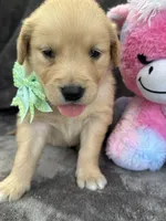 Beatrice 575, a female Golden Retriever for sale in Lakeland, FL – 6 of 10