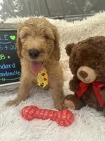 Tyson -324, a male Goldendoodle and Poodle - Standard  for sale in Lakeland, FL – 9 of 10