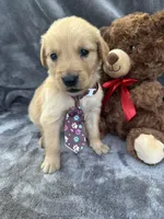 Baxter 570, a male Golden Retriever for sale in Lakeland, FL – 3 of 10