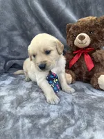 Brody 571, a male Golden Retriever for sale in Lakeland, FL – 8 of 10