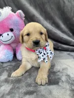 Belle 578, a female Golden Retriever for sale in Lakeland, FL – 7 of 10