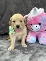 Beatrice 575, a female Golden Retriever for sale in Lakeland, FL – 9 of 10