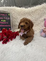 Tara - 329, a female Goldendoodle and Poodle - Standard  for sale in Lakeland, FL – 3 of 10