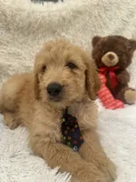 Timmy -427, a male Goldendoodle and Poodle - Standard  for sale in Lakeland, FL – 2 of 10