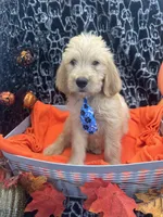Male, a male Labradoodle and Golden Retriever for sale in Lakeland, FL – 7 of 10